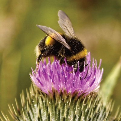 Čmelák na květině